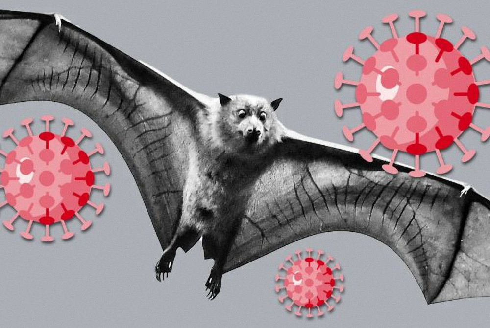 Phát hiện loài dơi ở Lào mang virus có đặc tính giống SARS-CoV-2